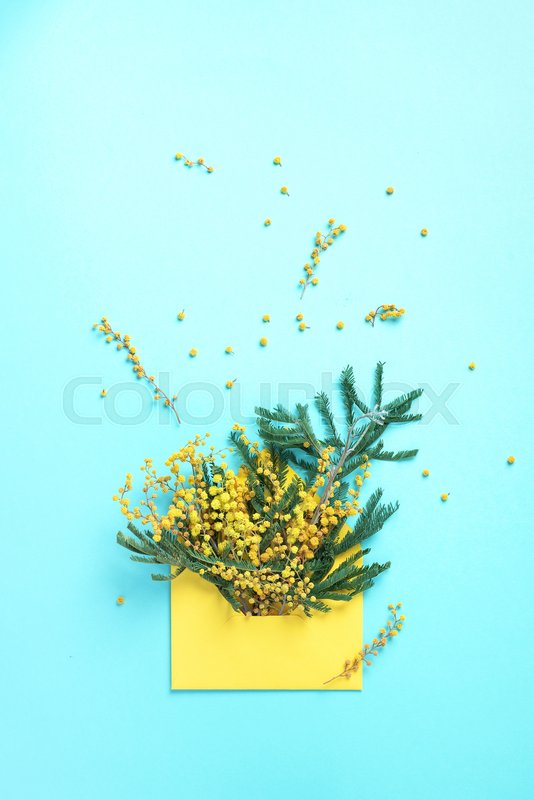 Brunches of yellow mimosa flower in | Stock image | Colourbox