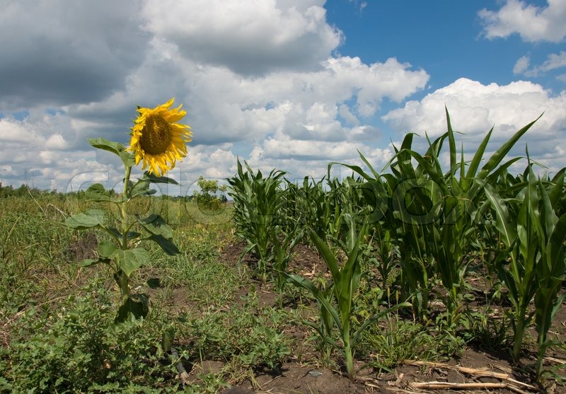 Sunflower and corn field Stock Photo Colourbox
