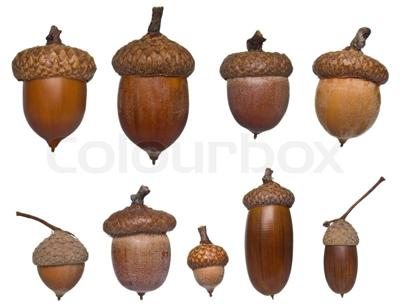 Acorn different type and sizes collection isolated on white Stock
