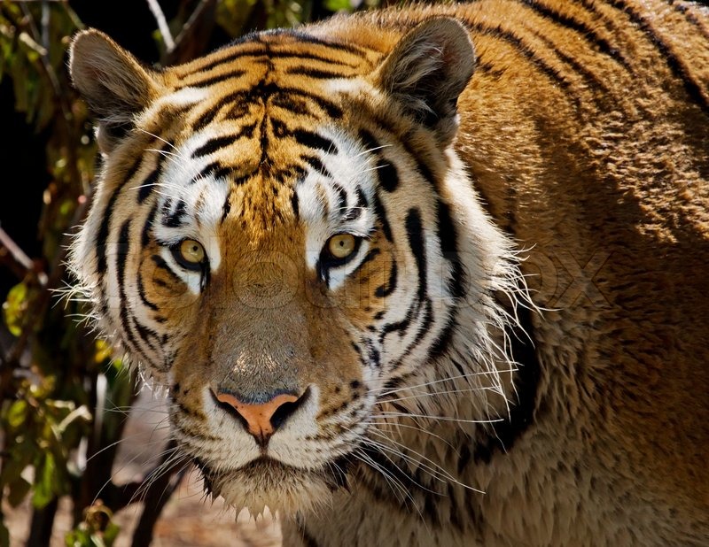 Hungry Tiger Stock image Colourbox