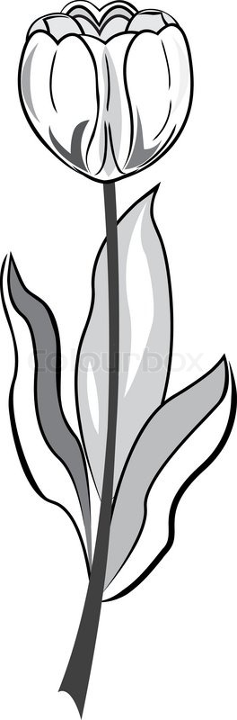 Schwarze und weiße Tulpe-Abbildung in | Stock-Vektor | Colourbox
