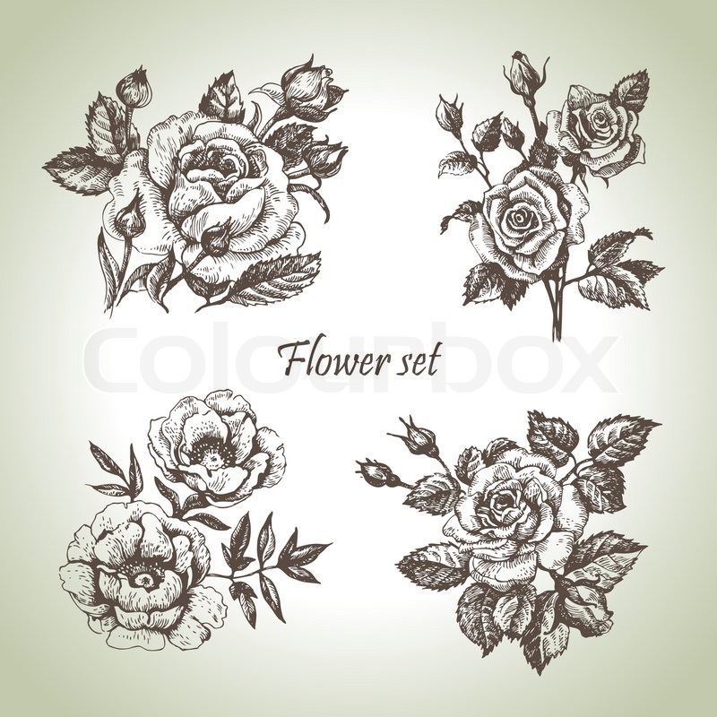 floral set hand drawn illustrations of roses stock floral set hand drawn illustrations of roses stock