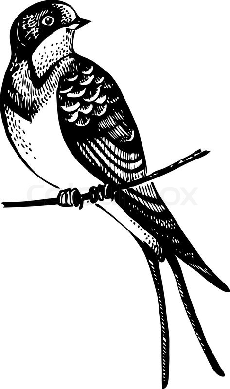 Swallow bird, hand-drawn illustration | Stock Vector | Colourbox