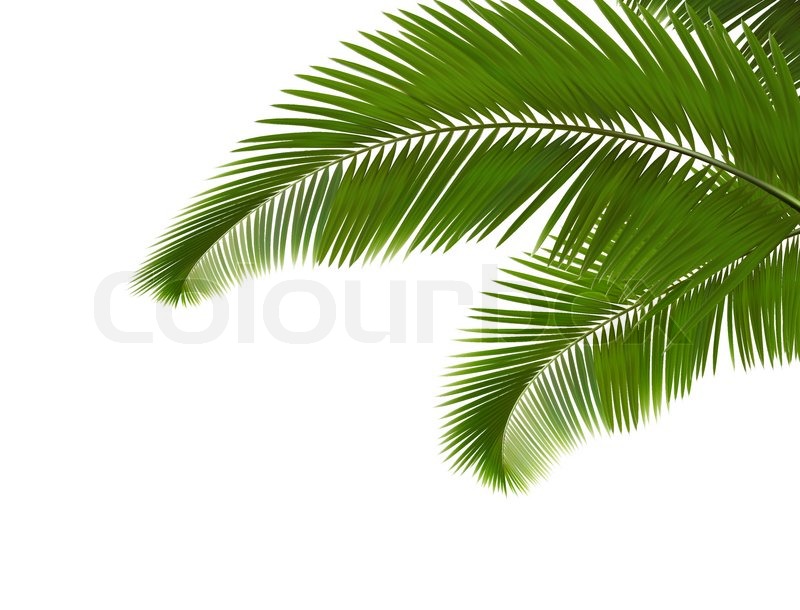 Palm Leaves On White Background Stock Vector Colourbox