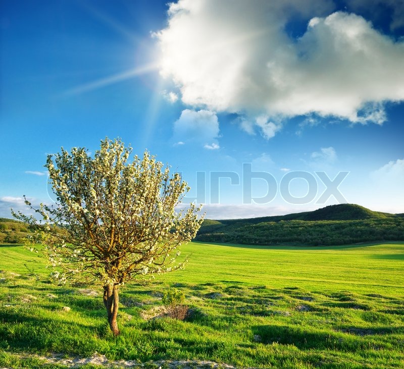 Baum Frühling | Stock Bild | Colourbox