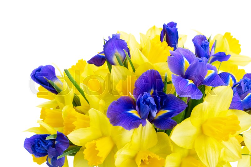 Bouquet of daffodil and iris flowers Stock image Colourbox