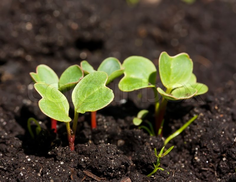 Group Of Radish Sprouts Stock Image Colourbox