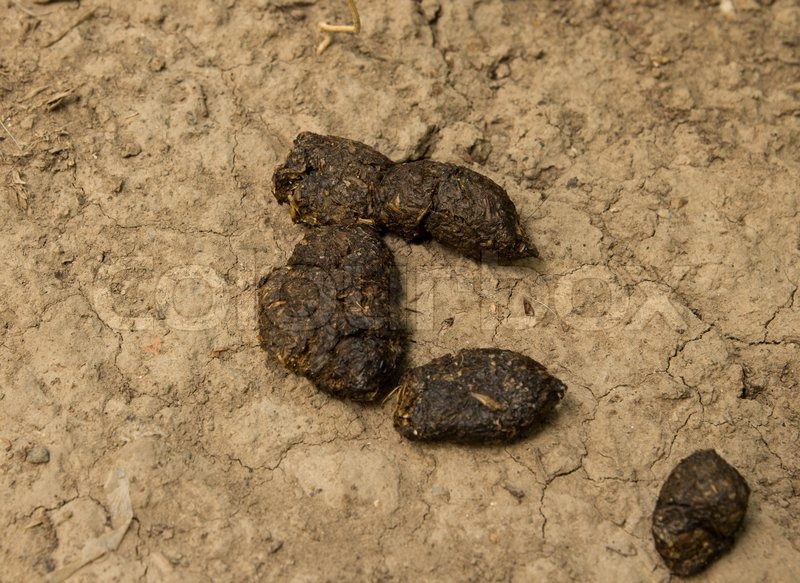 Can Your Dog Get Worms From Eating Cat Poop Can Your Dog Get Worms From Eating Cat Poop