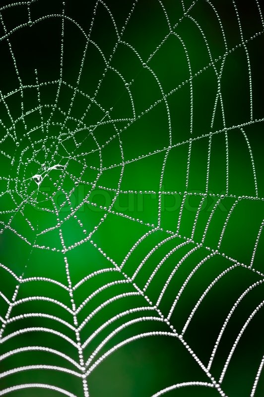 spider web wallpaper dew