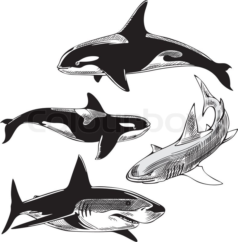 Sharks and killer whales | Stock Vector | Colourbox