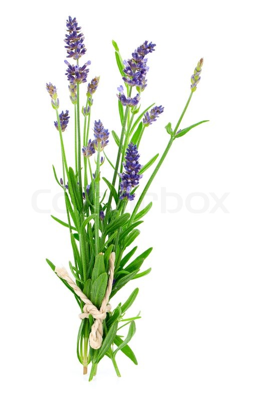 Bunch of lavender on a white background Stock Photo