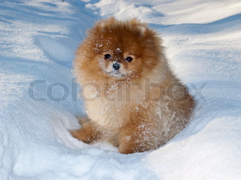 pomeranian snow