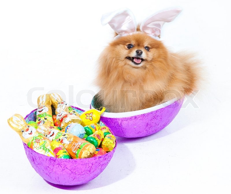Easter Pomeranian Puppy With Easter Egg Stock Image Colourbox