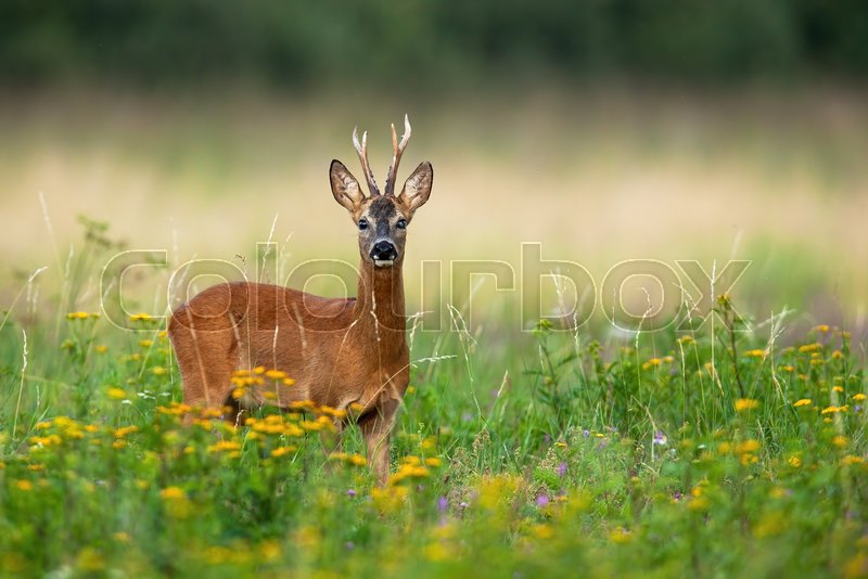 Single horned roe deer