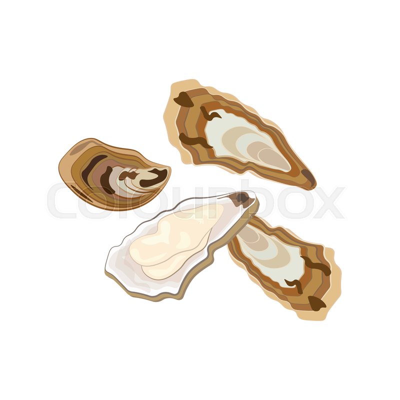 Oysters seafood illustration on the Stock vector Colourbox
