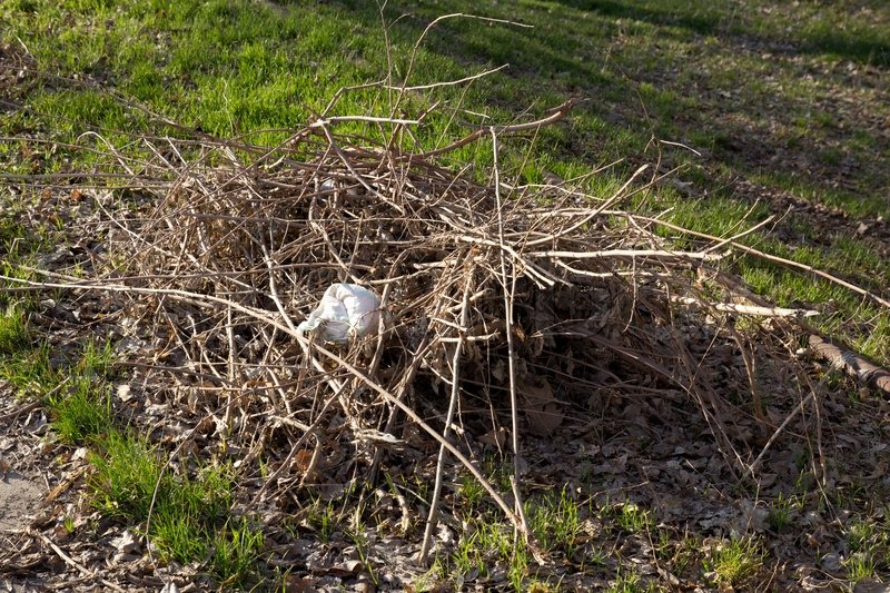 Debris from the branches of the tree in Stock image Colourbox