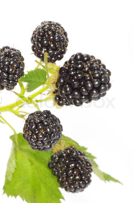 Blackberry Stock Image Colourbox