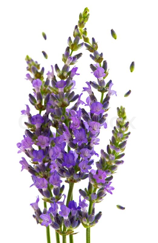 Frische Lavendel Pflanze blüht weiß | Stock Bild | Colourbox