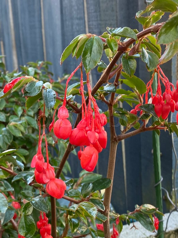 Photo of the flower of Crinodendron Stock image Colourbox