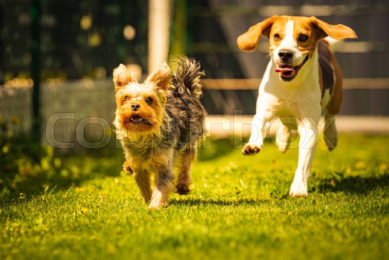 Yorkshire Terrier and Beagle