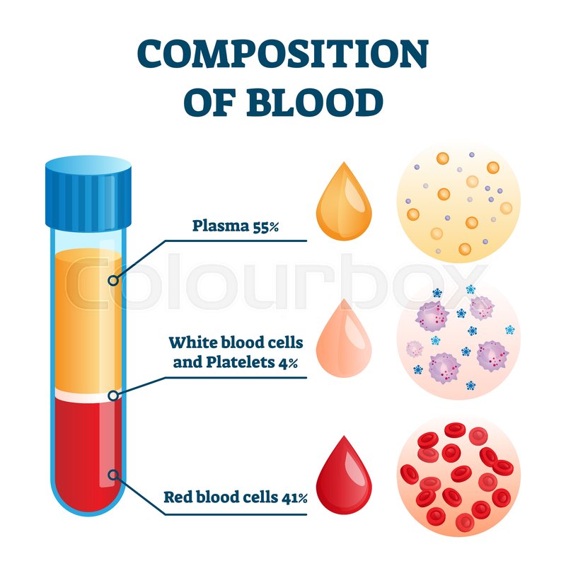 Composition Of Blood Vector Stock Vector Colourbox