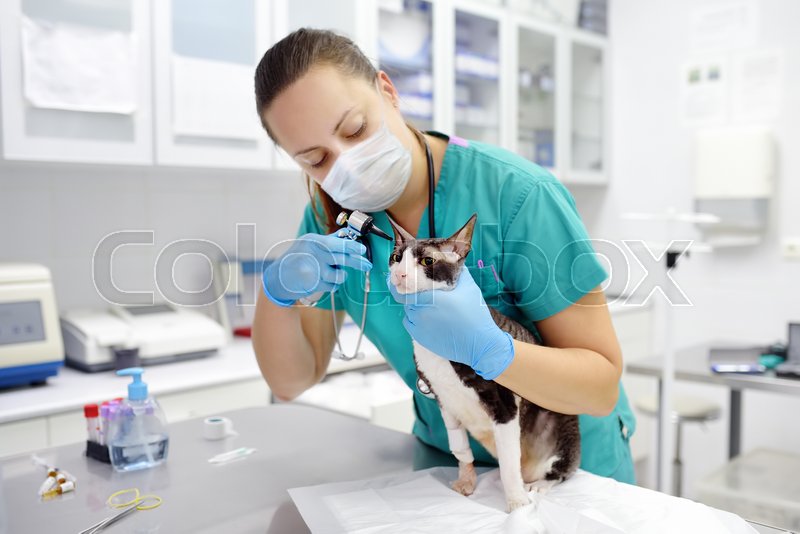 Veterinarian doctor wearing face mask Stock image Colourbox