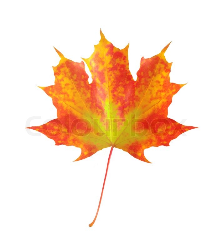 Colorful Autumn Maple Leaf Isolated On White Background Stock Photo Colourbox Fall Leaves On White Background