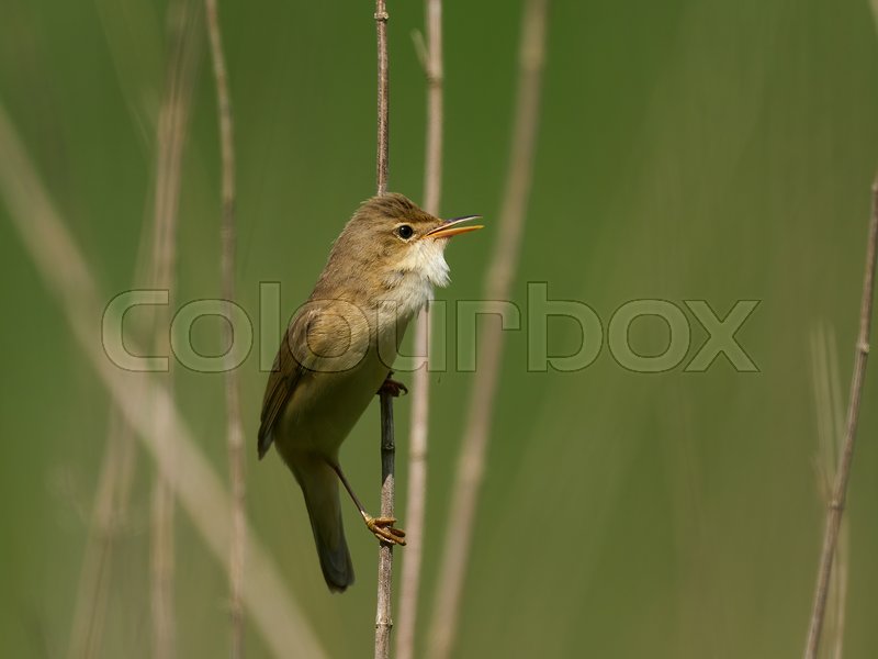 Marsh warbler (Acrocephalus palustris) Stock foto Colourbox
