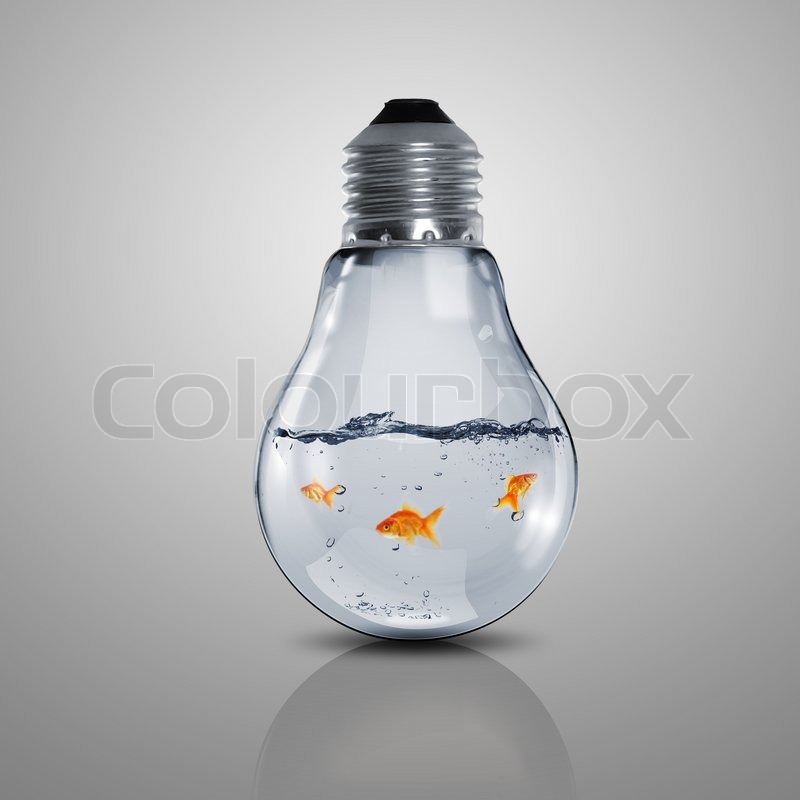 gold fish in water