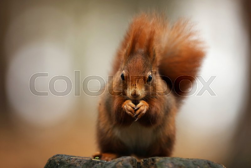 Deciduous Forest Squirrel