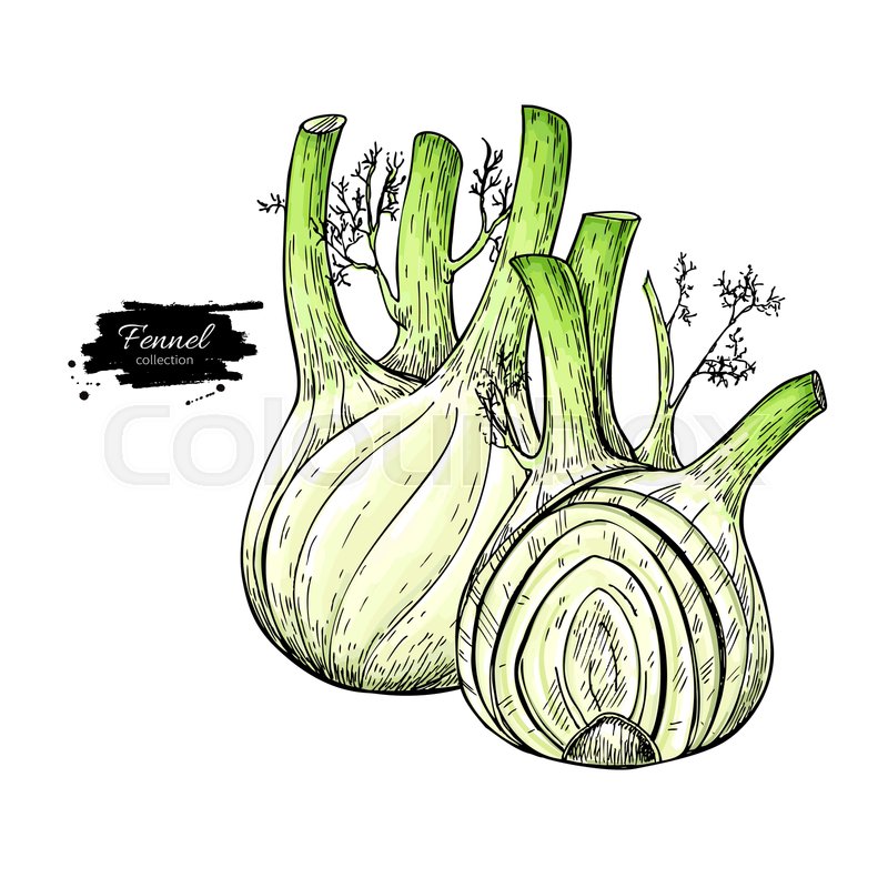 Fennel hand drawn vector illustration. Stock vector Colourbox