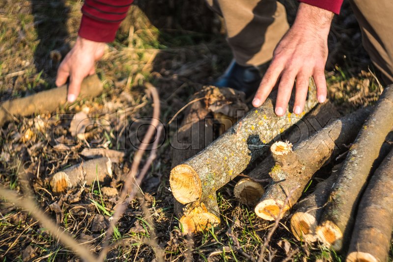 Gathering small wood pieces for making Stock image Colourbox