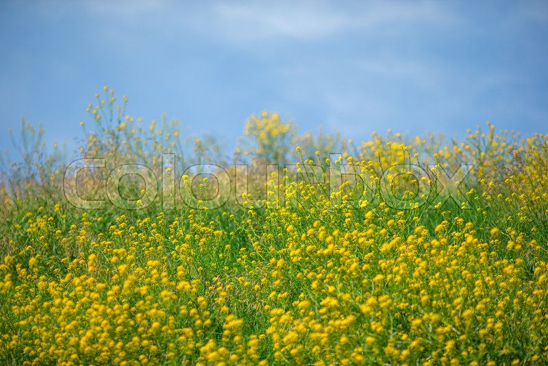Little yellow flower. Field of yellow Stock image Colourbox