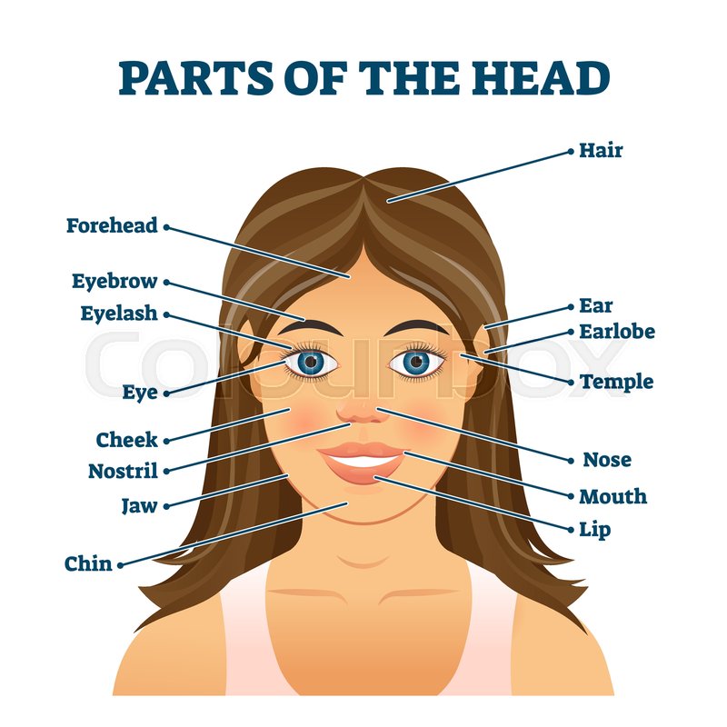 Parts of the head for english ... | Stock vector | Colourbox