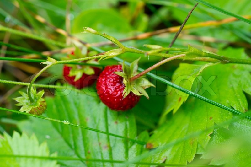 Wilde Erdbeeren im Wald Stock Bild Colourbox