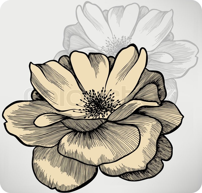 Rose Blumen, Hand-Zeichnung. | Stock-Vektor | Colourbox