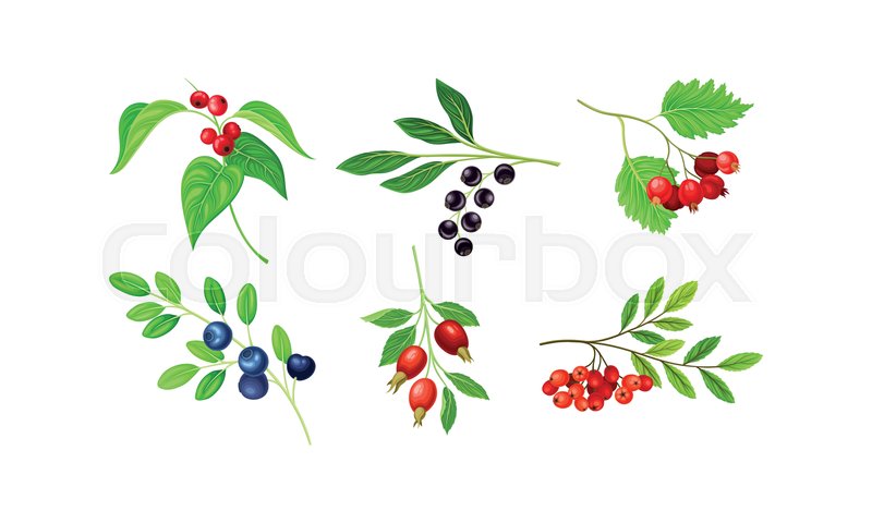 Berry Branches with Leaves Isolated on | Stock vector | Colourbox