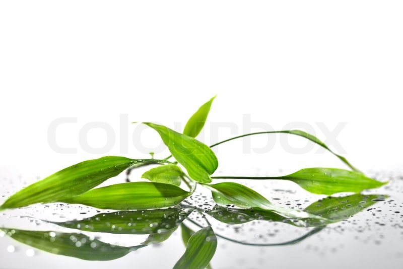 spa background with bamboo and water stock photo colourbox