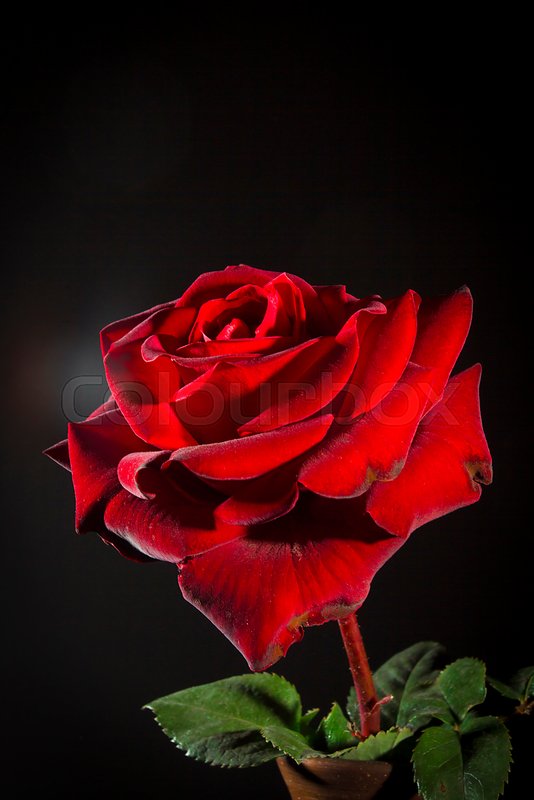 Red rose closeup on a black background Stock image Colourbox