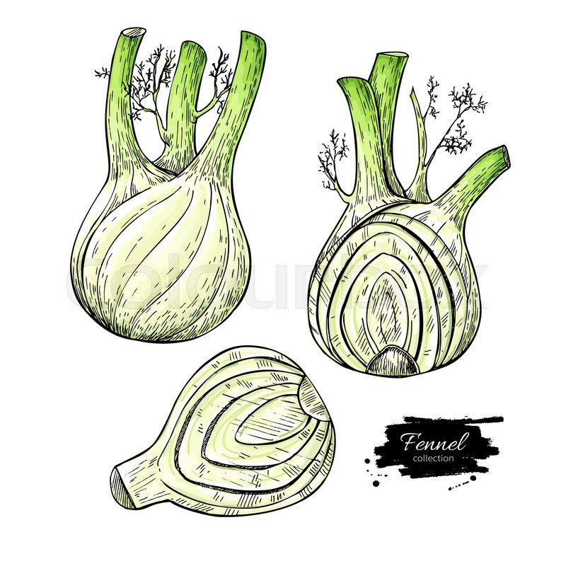 Fennel hand drawn vector illustration. Stock vector Colourbox