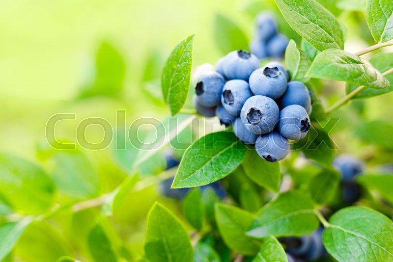 Blueberry. Fresh berries with leaves on Stock image Colourbox