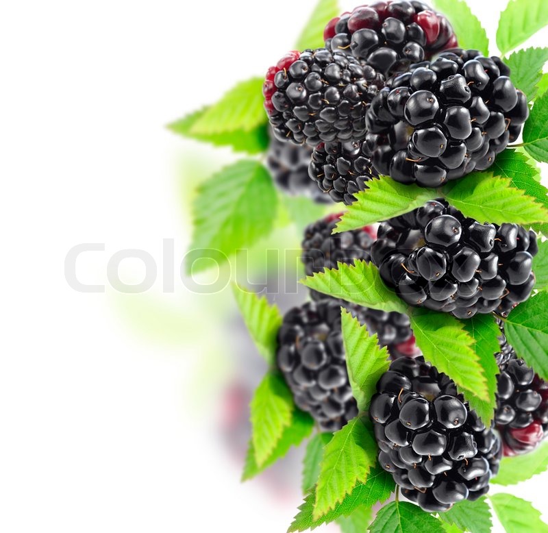 Blackberry Stock Image Colourbox