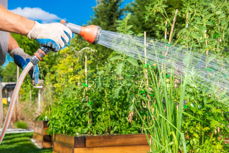 Man Using Hose To Water Plants In Stock image Colourbox
