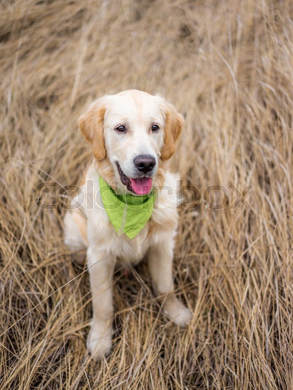 Lovely golden retriever with green ... | Stock image | Colourbox