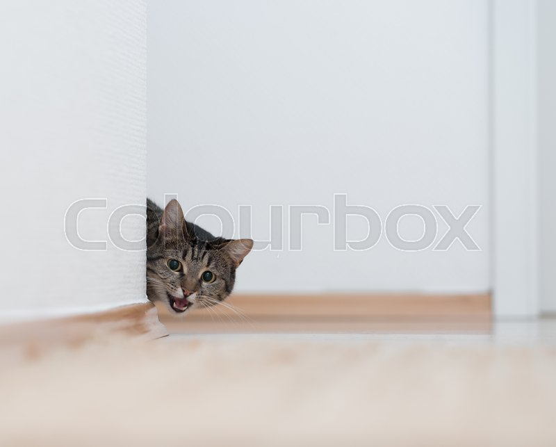 Kitty Peeking Behind Wall