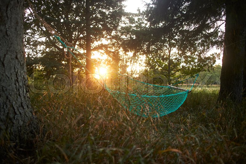 A green hammock in the forest with the Stock foto Colourbox