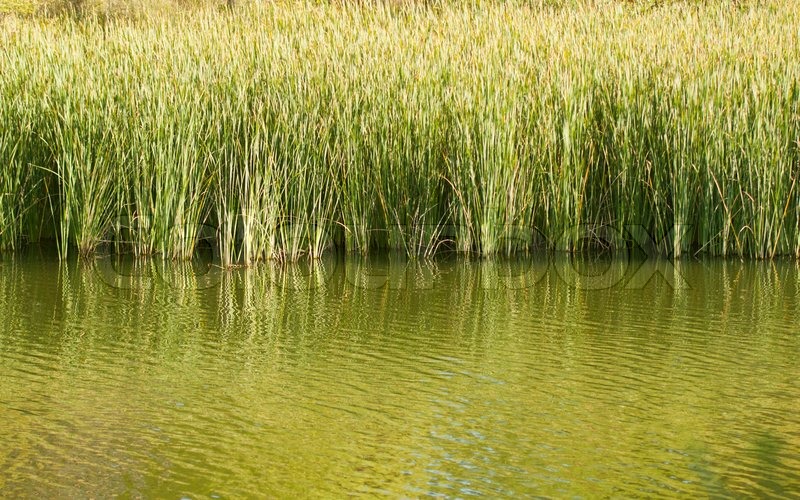 Tall Reeds in a pond casting reflections Stock Photo Colourbox