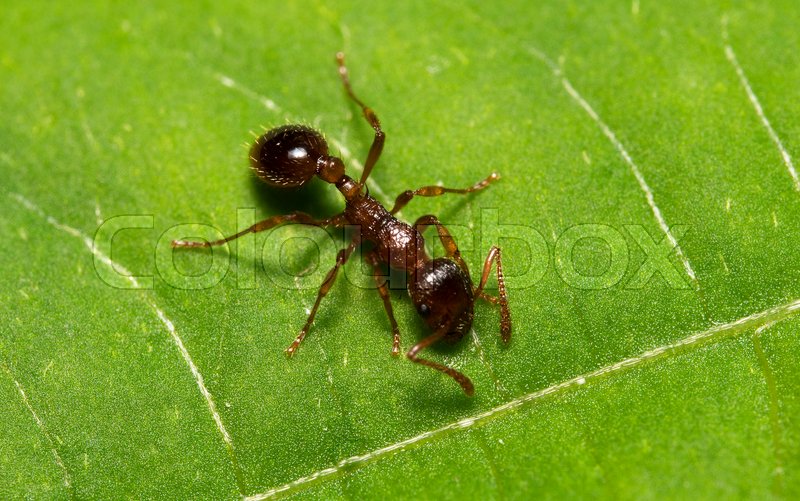 Red Wood Ants Uk edu.svet.gob.gt