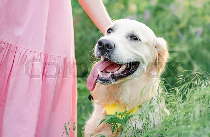 Cute golden retriever dog with girl in ... | Stock image | Colourbox