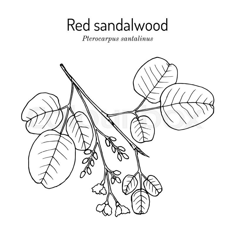 Red Sandalwood Pterocarpus Santalinus Stock Vector Colourbox